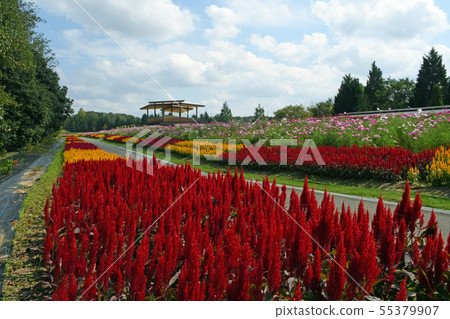 Cosmos and Keito in the state-owned Bihoku Hillside Park 55379907