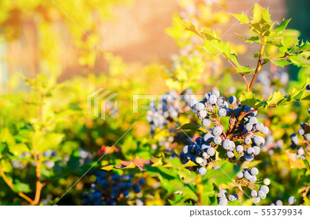 blue berries Mahonia aquifolium  55379934