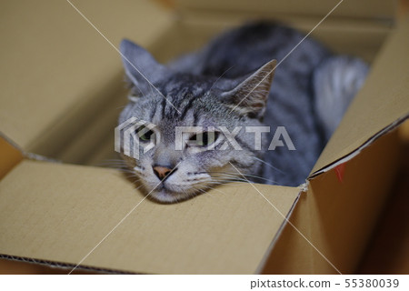 Box and cat 55380039