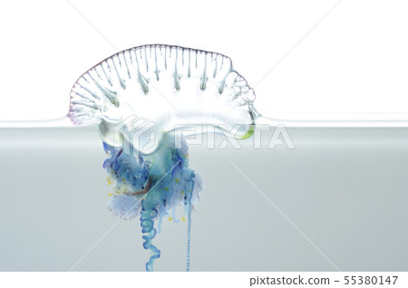 鰹魚烏木 55380147