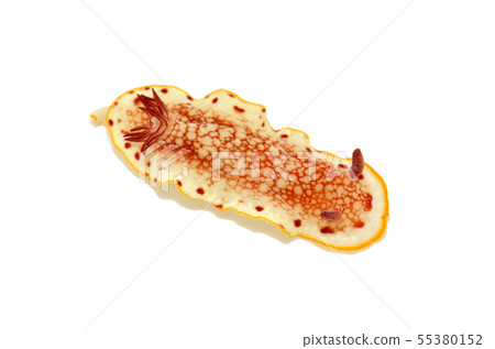 Sarasa sea cow Sarasa sea cow 55380152