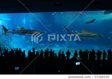 Churaumi Aquarium 55380193