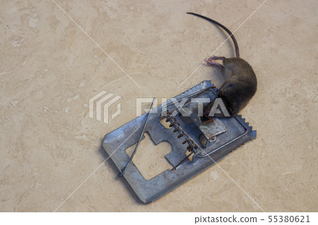 Mousetrap 55380621