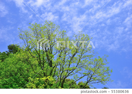 Fresh green Fresh green 55380636