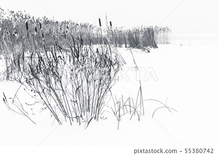 Winter landscape with dry coastal reed Winter landscape with dry coastal reed 55380742