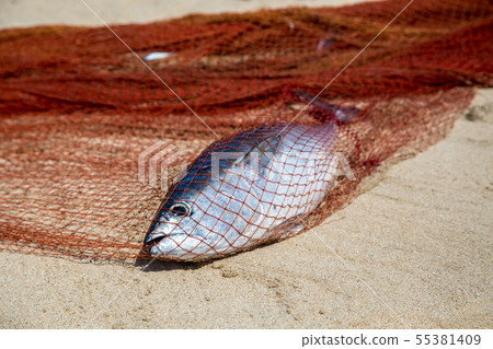 Single dead fish in a net 55381409