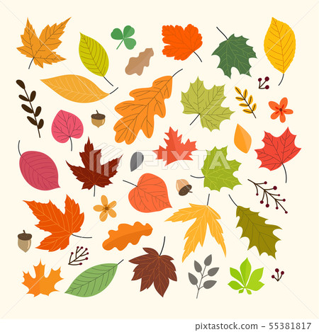 Different autumn leaves vector collection isolated 55381817