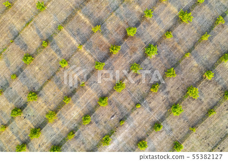 young green trees 55382127