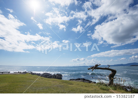 Iwaizaki Dragon Pine, Sanriku Fukko National Park, Miyagi Kesennuma Tourism, New Year's Card Material, Year of the Dragon 55382187