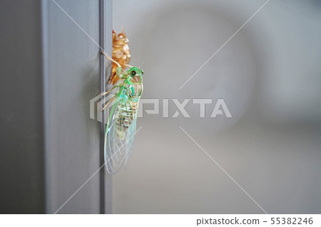 Cicadas emerging 55382246