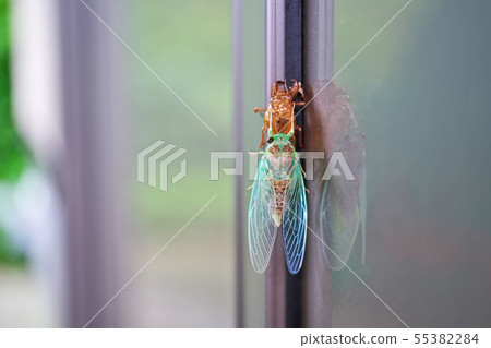 Cicadas emerging Cicadas emerging 55382284