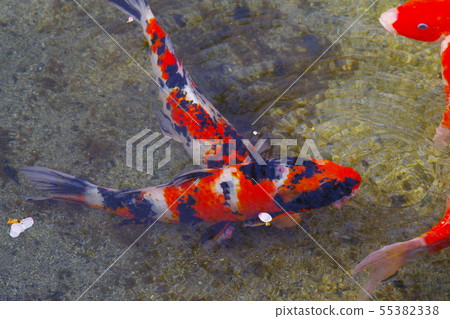 Carp of a pond Carp of a pond 55382338
