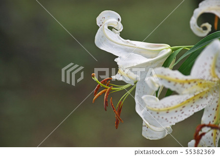 Spotted white lily flower 55382369