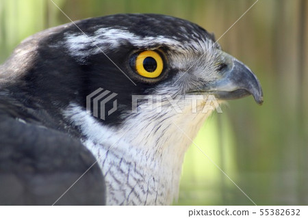 一隻鷹 55382632