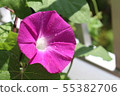 喇叭花 55382706