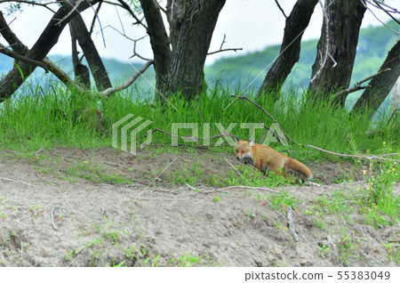Kita fox 55383049