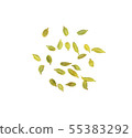 cardamom isolated on white background. 55383292