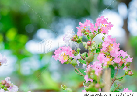 beauty pink flower in the garden beauty pink flower in the garden 55384178