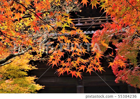 南禪寺Sanmon在秋葉美麗地色[京都市，左京區] 55384236