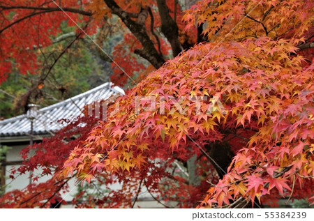 Scenery of Nanzen Temple grounds beautifully colored in autumn leaves [Kyoto City, Sakyo Ward] 55384239