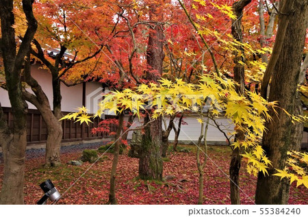 秋葉的美麗色的Eikando區的風景[京都市，左京區] 55384240