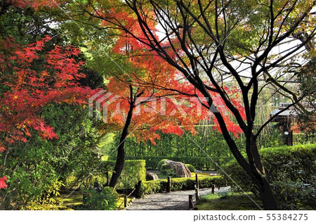 京都的秋葉和龍山水花園的紅色圖像 照片素材 圖片 圖庫