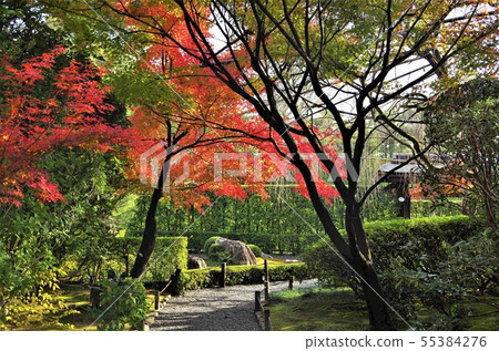京都的秋葉和龍山水花園的紅色圖像 照片素材 圖片 圖庫
