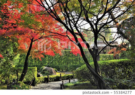 京都的秋葉和龍山水花園的紅色圖像 京都的秋葉和龍山水花園的紅色圖像 55384277