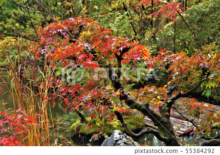 秋葉和京都的圖像在Ikesen Yuyu花園上色 秋葉和京都的圖像在Ikesen Yuyu花園上色 55384292