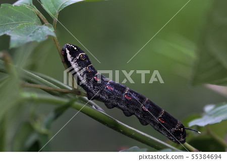 Larva of Cess de Sparrow Larva of Cess de Sparrow 55384694