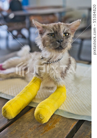 Senior cat with two broken legs is sitting with le Senior cat with two broken legs is sitting with le 55384820