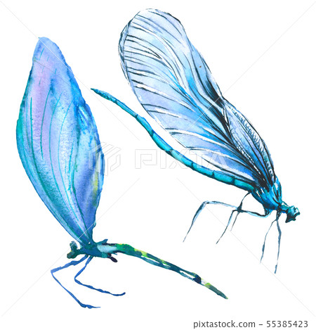 Exotic dragonfly wild insect. Watercolor background illustration set. Isolated dragonfly Exotic dragonfly wild insect. Watercolor background illustration set. Isolated dragonfly 55385423