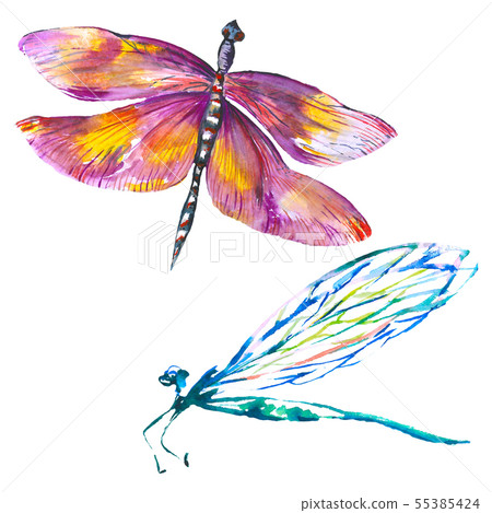 Exotic dragonfly wild insect. Watercolor background illustration set. Isolated dragonfly 55385424