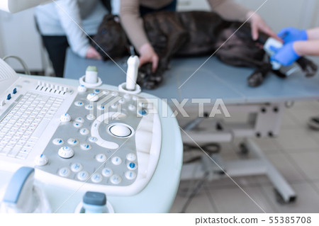 Professional veterinary exams dog on ultrasound Professional veterinary exams dog on ultrasound 55385708