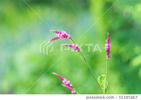 Flower of the turtle Flower of the turtle 55385867