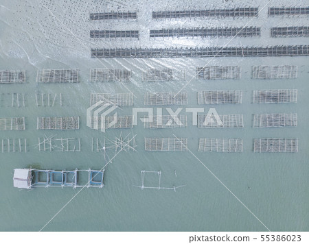 Aerial View of fish cage and oyster farm in Aerial View of fish cage and oyster farm in 55386023