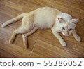 i am handicapped and so sick 55386052