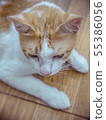 i am handicapped and so sick 55386056
