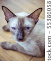 i am handicapped and so sick 55386058