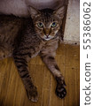 i am handicapped and so sick 55386062