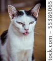 i am handicapped and so sick 55386065