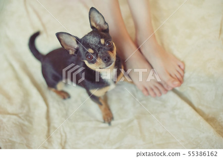 puppy paw next to baby foot 55386162