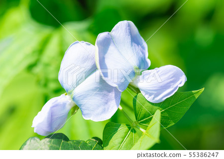 Rocky bean flowers Rocky bean flowers 55386247