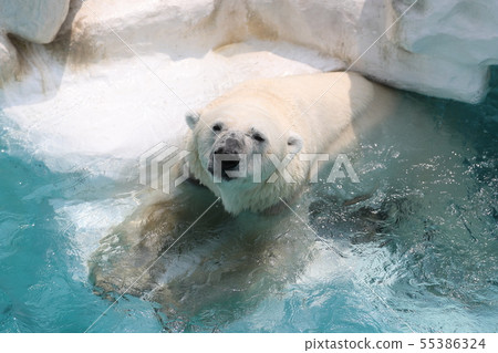 Polar bear 55386324