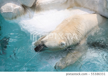 Polar bear 55386331