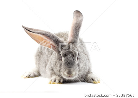 Gray little fluffy rabbit isolated on white  55387565