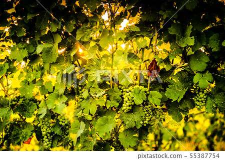 Grapes in July growing on a crop in Styria 55387754