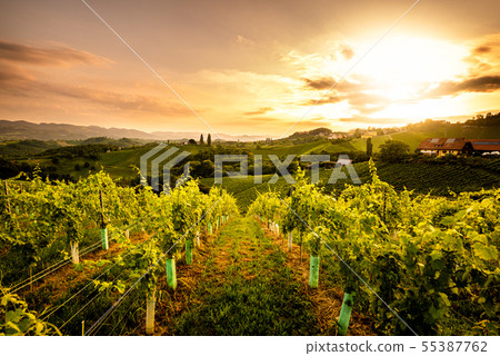 Vineyards in Slovenia close to the border with 55387762