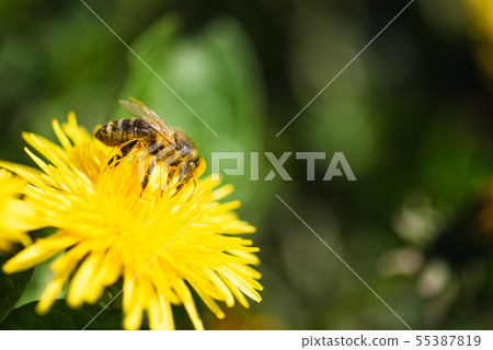Honey bee covered with yellow pollen collecting 55387819