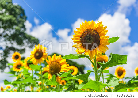 Sunflowers and blue sky and white clouds 55389155